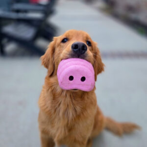 Golden retriever holding a pink pig-shaped chew toy in its mouth, looking up at the camera on a blurred sidewalk background.