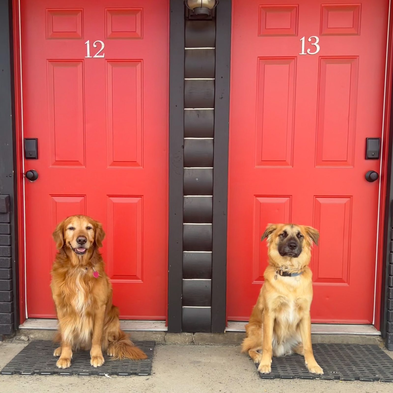Two dogs sitting on the doormats in front of red doors 12 and 13 at The Timberline, a dog-friendly motel in Leadville, Colorado