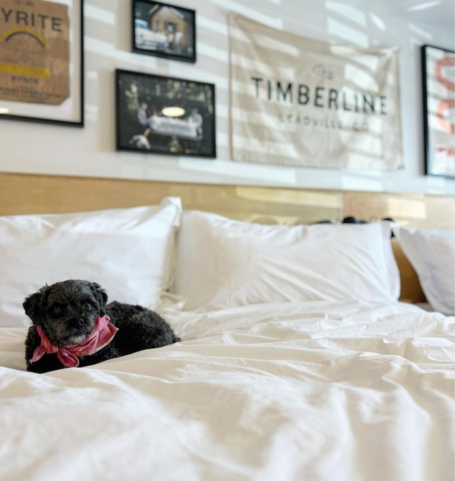 Small black dog in a pink bandana lying on a white bed under a Timberline banner in a pet-friendly room at The Timberline motel, Leadville