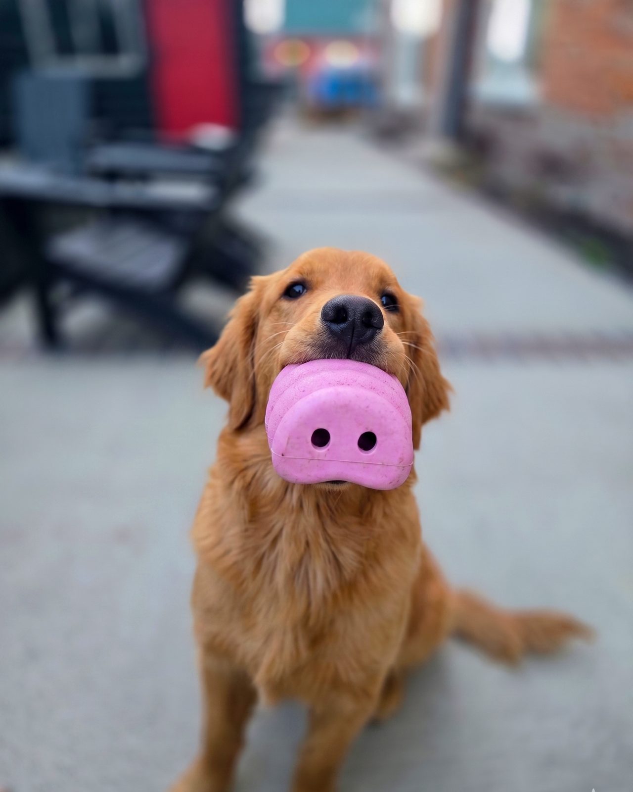 Golden retriever holding a pink Snoggy Dogs Oinker toy in the courtyard at The Timberline motel in Leadville, Colorado